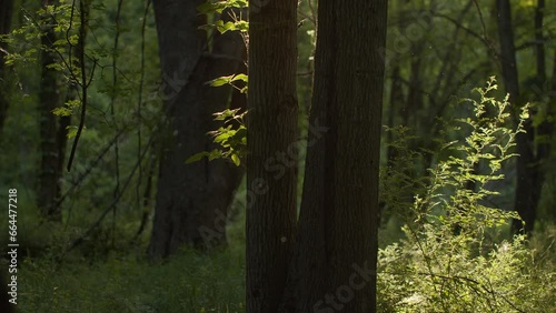 A lush 4k forest motion background with real particles and light rays.