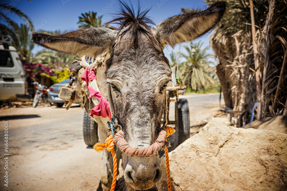 Naklejka premium Close up of donkey's face, Siwa, Egypt