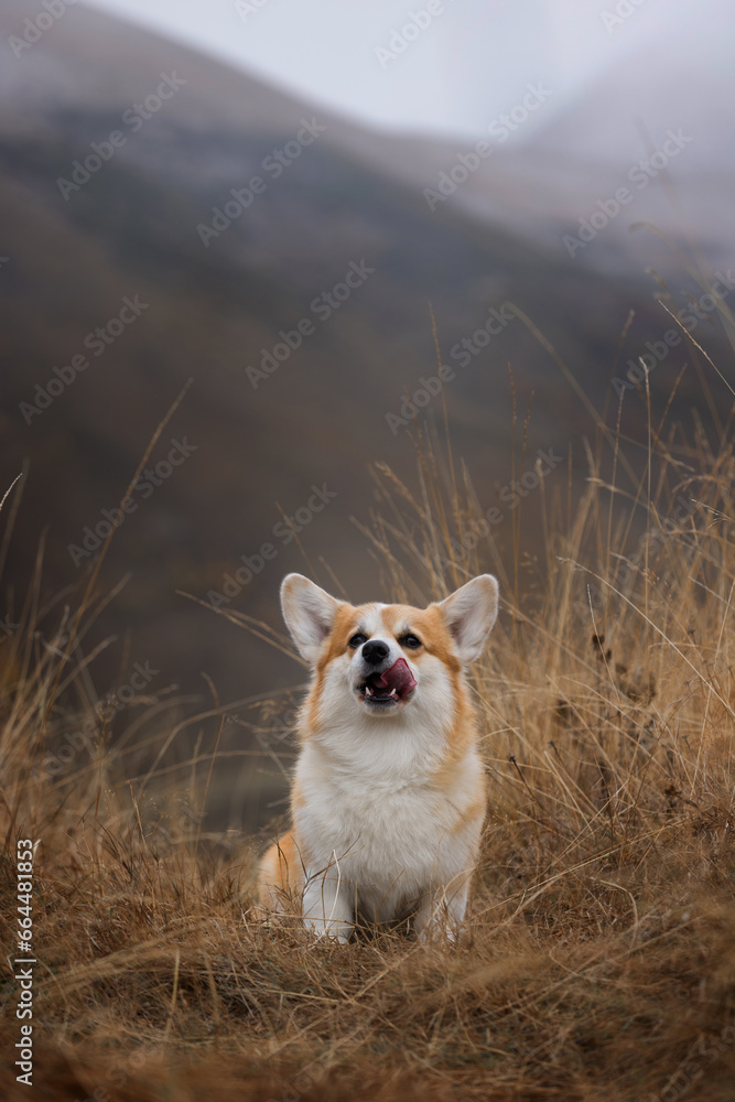 red corgi dog in mountains