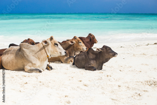 Turquoise water on Zanzibar beach  Nungwi  Tanzania. Group of cows resting on the sand  Zanzibar
