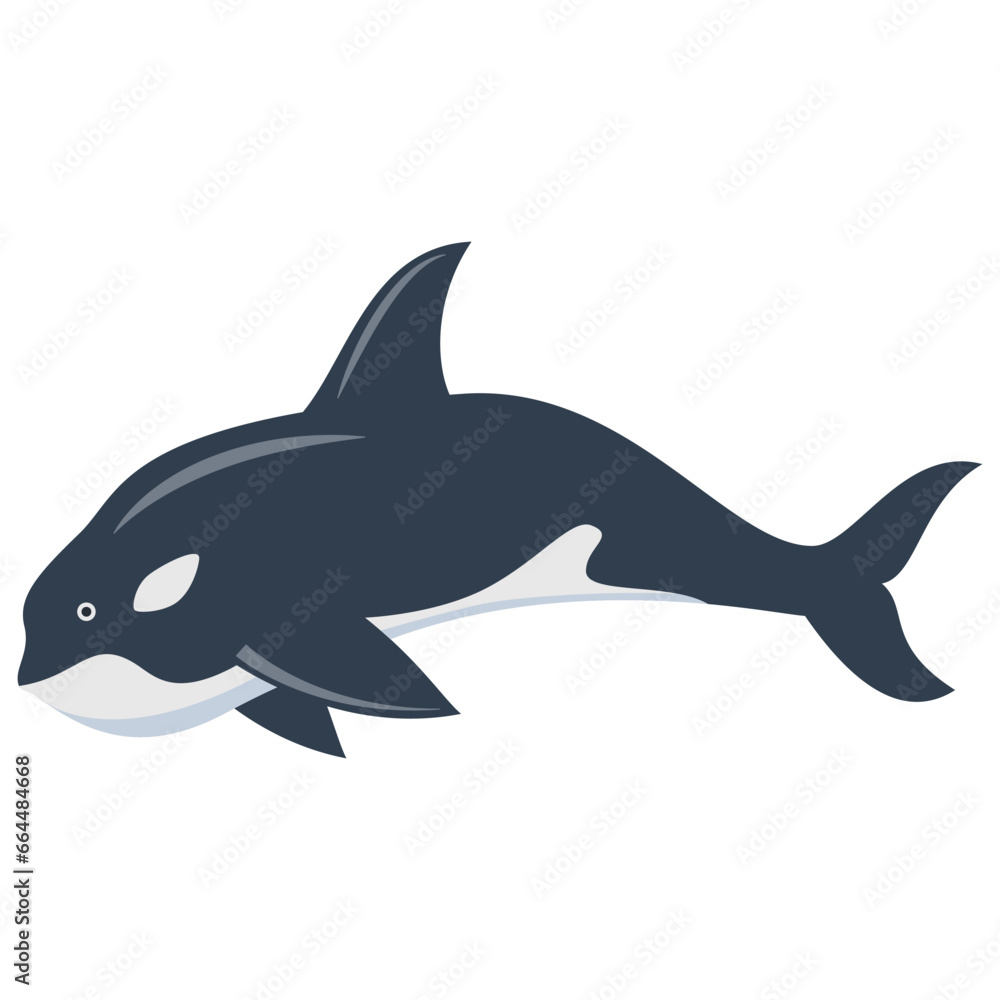Fototapeta premium Killer whale outline vector illustration.Hand drawn killer whale.Underwater fish.Marine life.Isolated on white background.