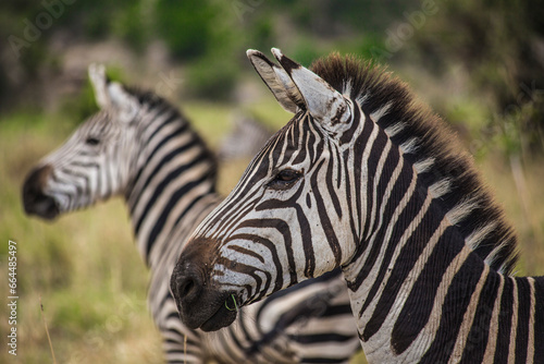 African zebras on grasslands at Serengeti National Park  Tanzania.