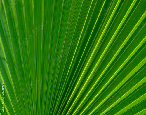 palm leaf as a background for photos 3