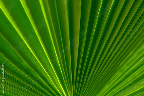 palm leaf as a background for photos 1