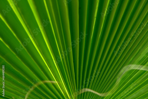 palm leaf as a background for photos