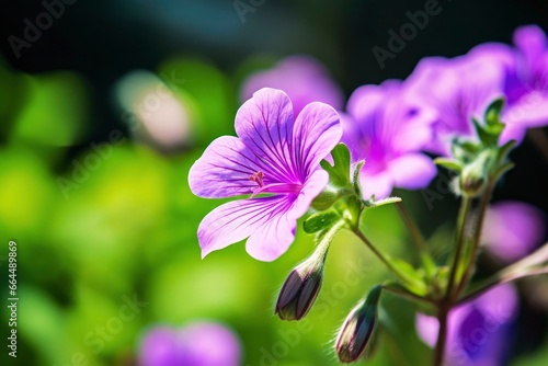 Geranium wilfordii flower. photo