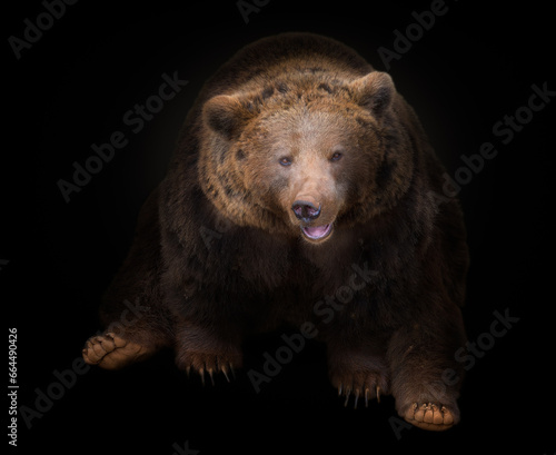 oso pardo marrón sentado con cara sonriente sobre fono negro photo