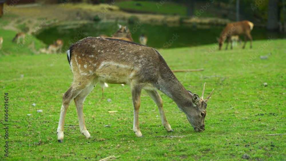 Video of Fallow deer on meadow Video of Fallow deer on meadow