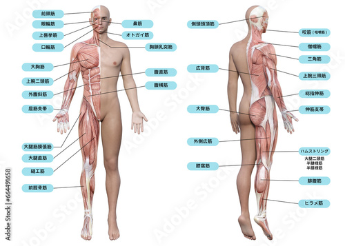 男性の全身正面の筋肉の解剖図と名称の図解イラスト 