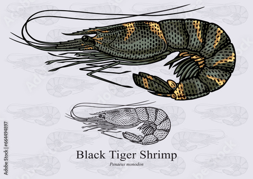 Black Tiger Shrimp. Vector illustration with refined details and optimized stroke that allows the image to be used in small sizes (in packaging design, decoration, educational graphics, etc.)