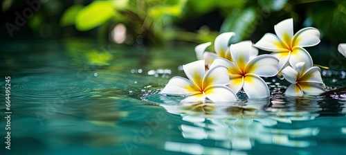 Plumeria flowers on green leaf floating on water. A peaceful and serene scene with a touch of nature and beauty.