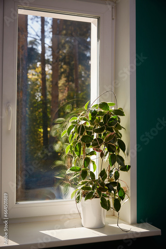 Variegated foliage of hoya carnosa variegata Krimson Queen on sunny windows sill
