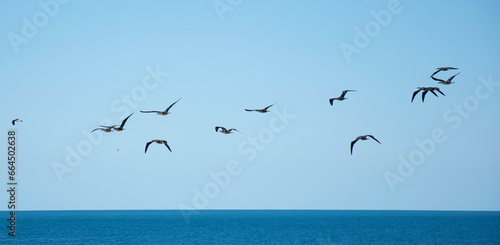 group of birds flying in the sea © Pablo