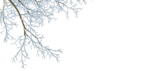 Snow tree branch isolated on white background	
