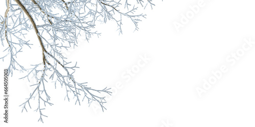 Snow tree branch isolated on white background 