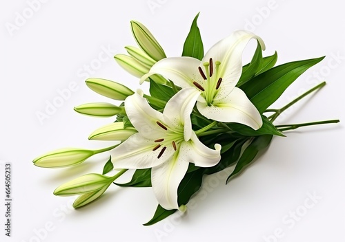 Beautiful fresh lily flower with green leaves, isolated on white background. © MDBaki