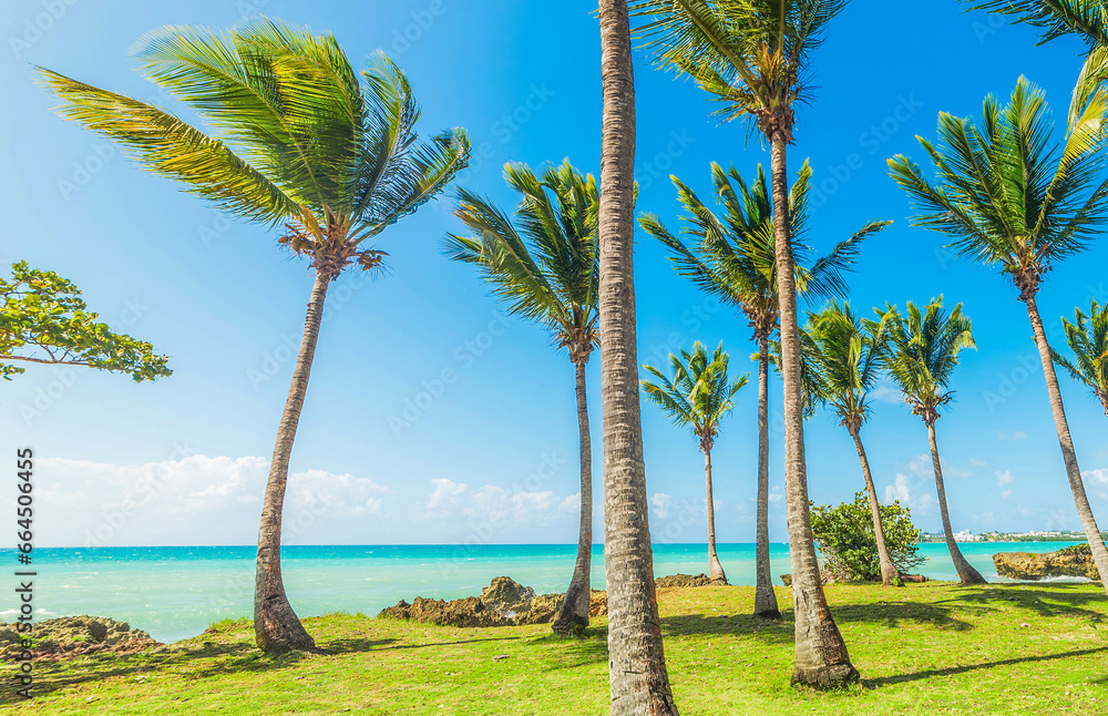 Palm trees and turquoise water in Bas du Fort beach Palm trees and turquoise water in Bas du Fort beach