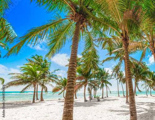 Several palm trees in Bois Jolan beach in Guadeloupe © Gabriele Maltinti