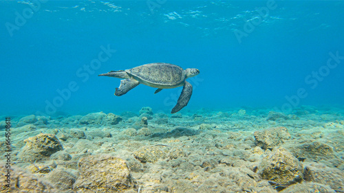 Caretta caretta sea turtle swimming underwater in the Mediterranean Sea by the Turkish coast 