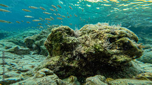 Fototapeta Naklejka Na Ścianę i Meble -  Many fishes swimming around a reef rock underwater in Datça, Turkey