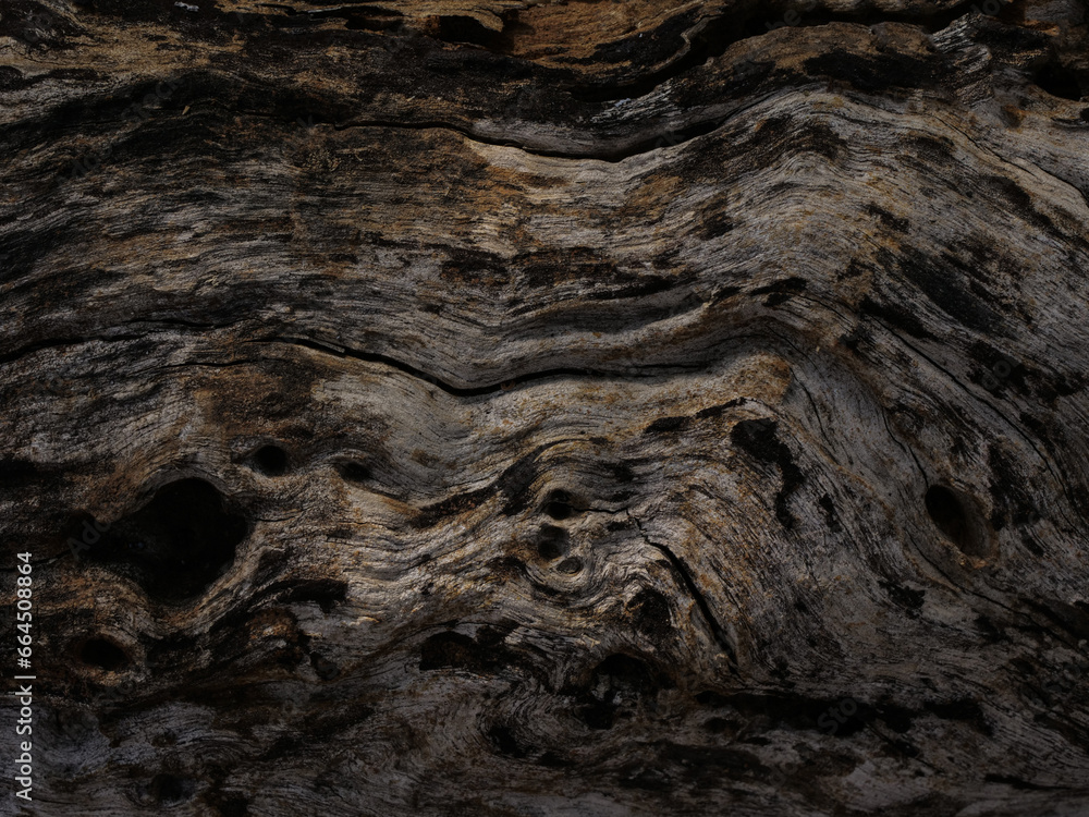 Dry tree texture. Tree bark background texture Dry tree texture. Tree bark background texture