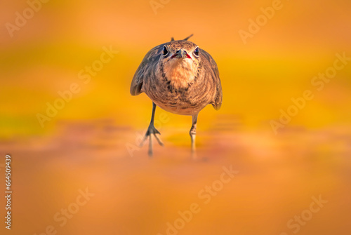 A cute bird that lives on the shores of wetlands. Collared Pratincole. Glareola pratincola. Yellow green nature background.