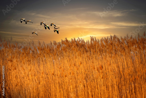 A reed landscape with warm rows and ducks flying in this landscape. Birds: Ruddy Shelduck. (Tadorna ferruginea)