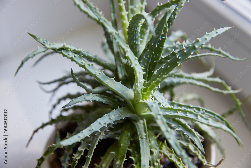 Aloe is prickly on the windowsill. Close-up. Aloe is prickly on the windowsill. Close-up.