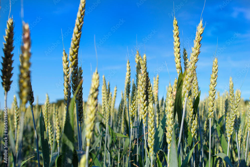 Obraz premium wheat
