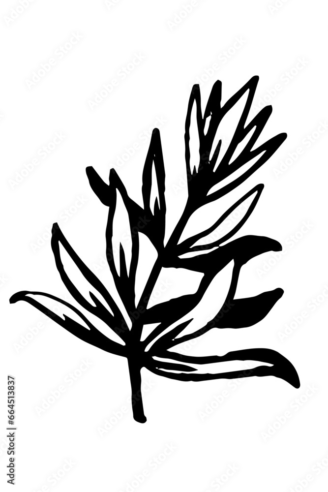Tea tree branch isolated on white background. Medicinal and cosmetic ingredient. Melaleuca isolated on white background Tea tree branch isolated on white background. Medicinal and cosmetic ingredient. Melaleuca isolated on white background