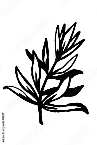 Tea tree branch isolated on white background. Medicinal and cosmetic ingredient. Melaleuca isolated on white background