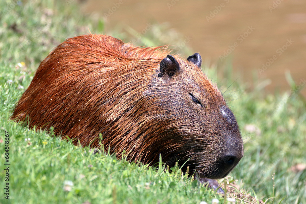 capybara (Hydrochoerus hydrochaeris). isolated, sleeping on grass capybara (Hydrochoerus hydrochaeris). isolated, sleeping on grass