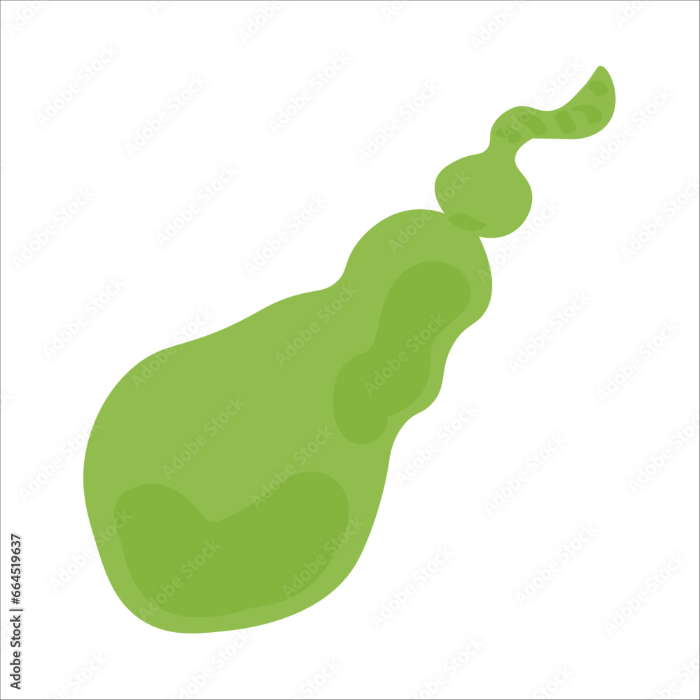 Human gall bladder on white background Human gall bladder on white background