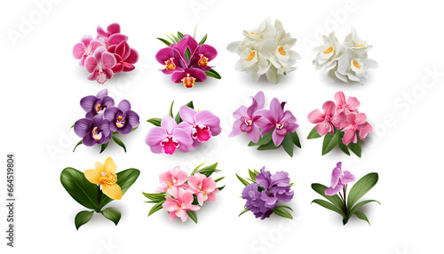 Collection of tropical flowers orchids plant nature elements, set of various types of tropic Cattleya and Vanda orchids flowers and green leaves isolated on white background 