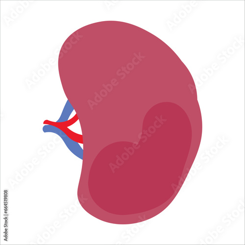 Human kidney on white background
