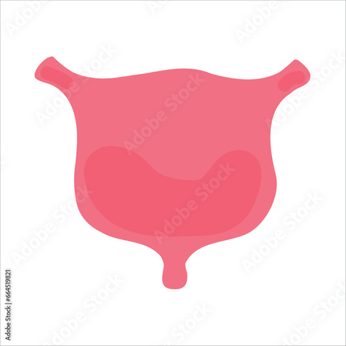 Human bladder on white background