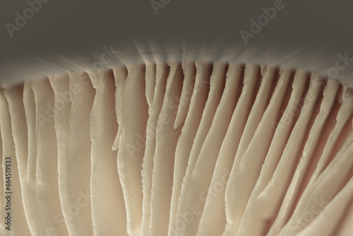 Lower view of the slice, of mushroom lamella.