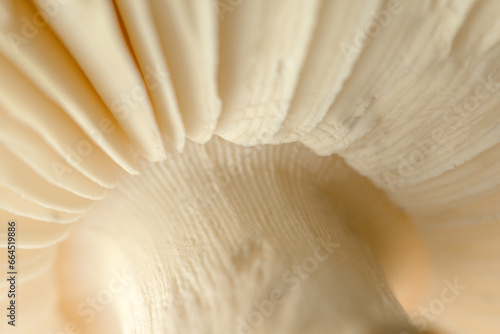Bottom view of mushroom lamella detail.