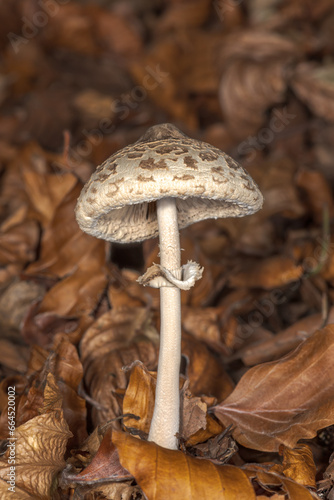 Front view of small mushroom Macrolepiota procera, parasol mushroom.