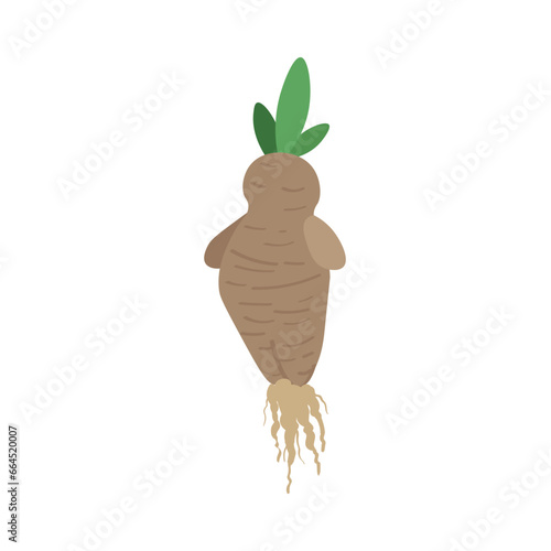 Mandrake plant on white bac...