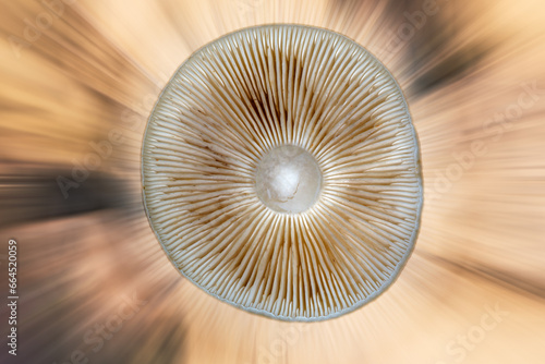 Abstract background of mushrooms, bottom close-up of a mushroom cap.