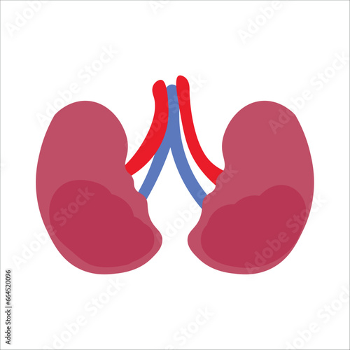 Human kidneys on white background