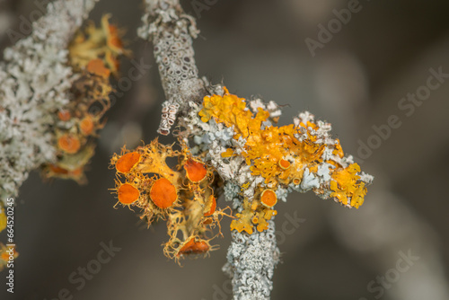 Detail of colorful lichen, attached to a branch