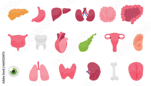 Set of different human organs and body parts on white background
