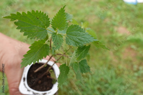 nettle in pot held by farmer's hand. growing nettle in the backyard garden. nettle leaves photo