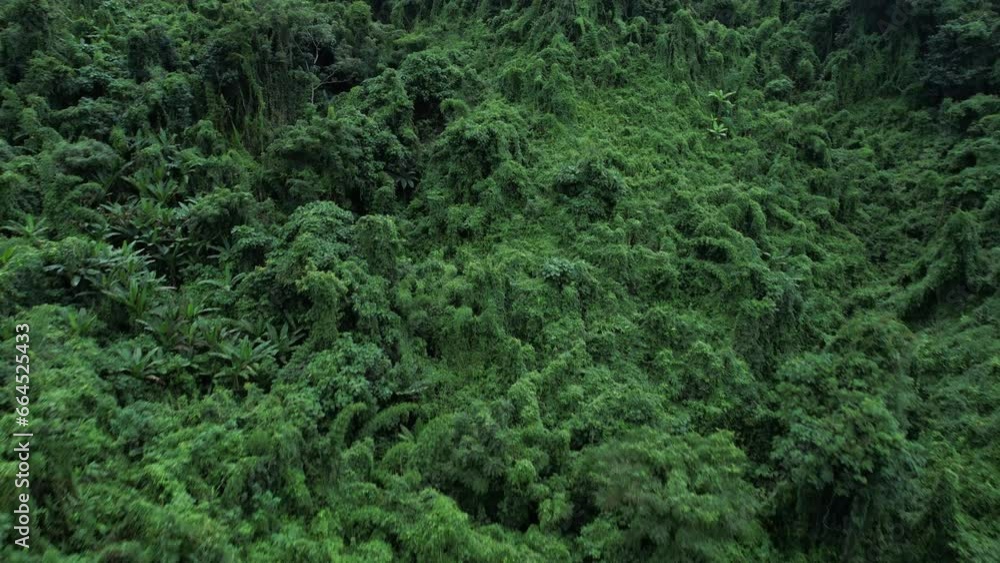 Aerial drone shot over primary Jungle tropical rain forest in Nan, Thailand. Aerial view, moving over a rainforest tree canopy in a slow pace beautiful green nature background of a tropical forest. Aerial drone shot over primary Jungle tropical rain forest in Nan, Thailand. Aerial view, moving over a rainforest tree canopy in a slow pace beautiful green nature background of a tropical forest.