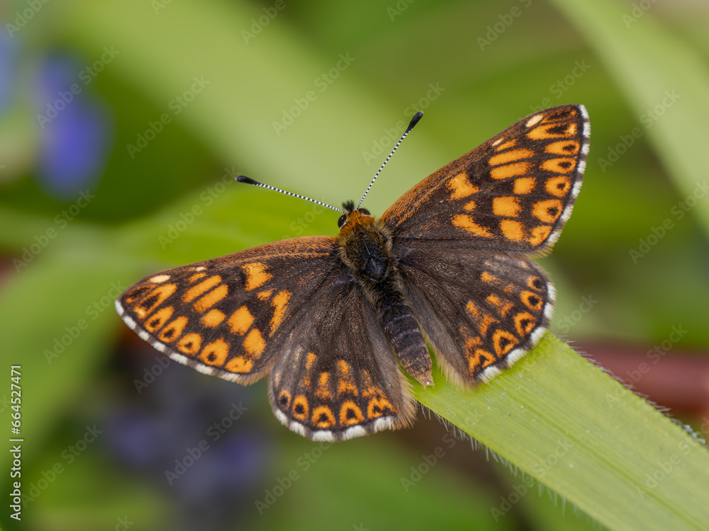 Duke of Burgundy Butterfly Resting
