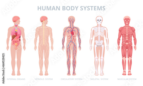 Cartoon human body systems. Internal organs, blood, muscular system and skeleton, medical anatomy infographic flat vector illustration set. Human anatomy scheme