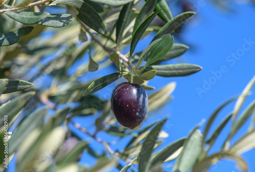 black fresh olives on olive tree branches