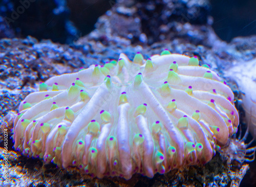Wunderschöne Koralle Fungia 